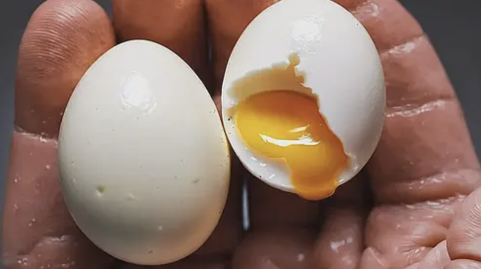 Egg White Protein