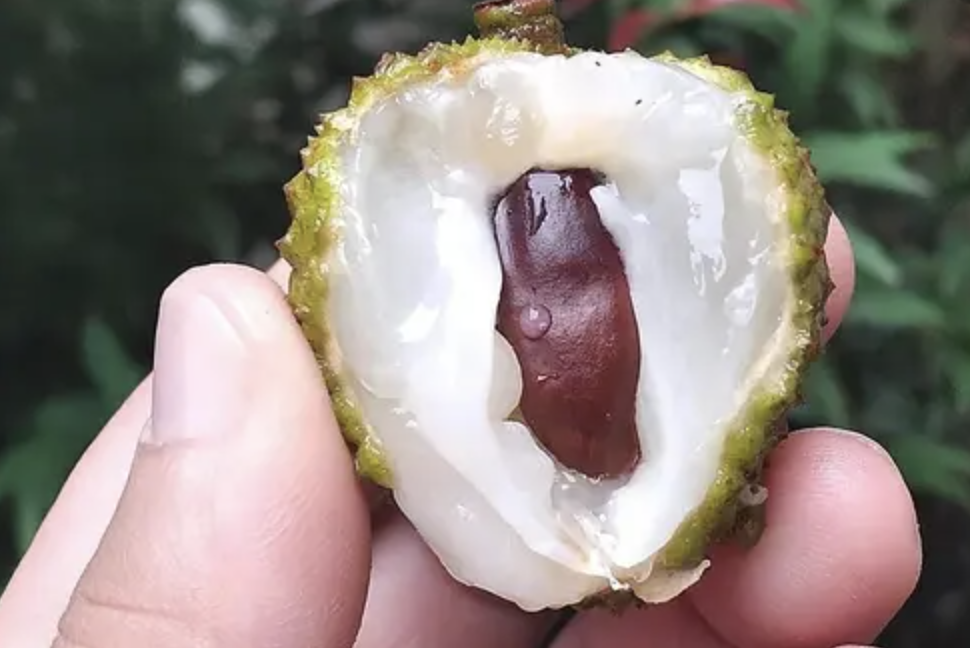 Horse Chestnut
